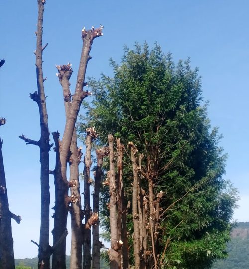 Fast growing tree for timber production