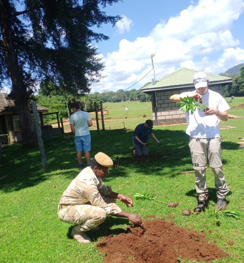 Preparing tree for being planted