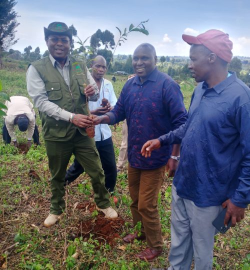 People planting trees