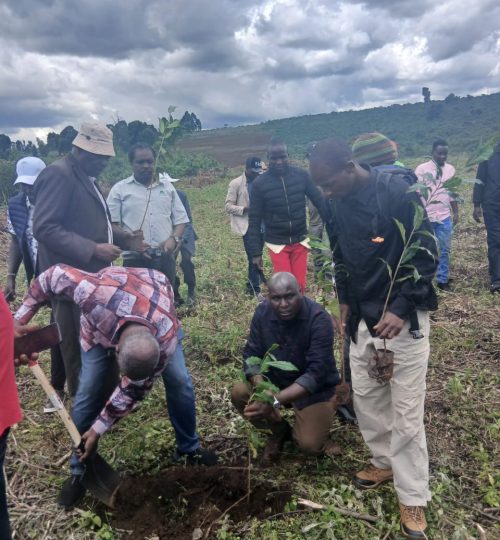 People planting trees